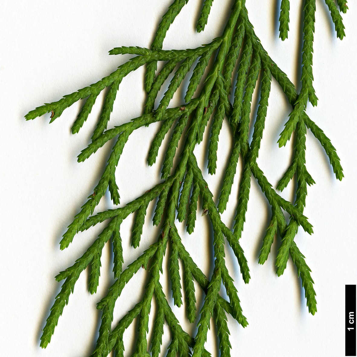 High resolution image: Family: Cupressaceae - Genus: Cupressus - Taxon: chengiana - SpeciesSub: var. jiangensis